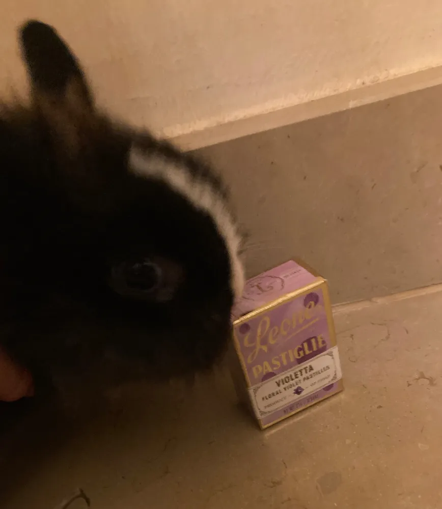 Violetta