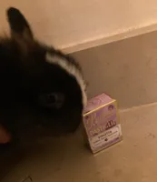 Violetta
