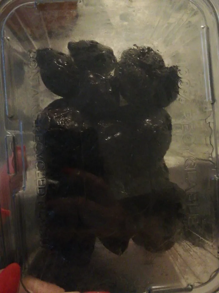 Prugne con nocciolo