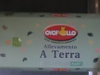 Uova