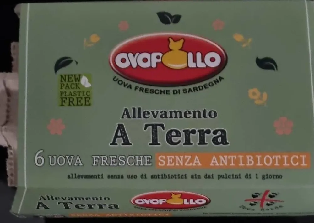 Uova fresche allevate a terra