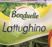 Lattughino
