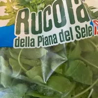Rucola