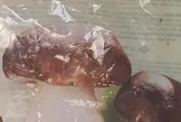 Funghi Porcini