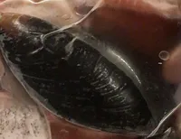 Preparato per zuppa di pesce