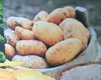 Vintage potatoes