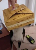 Pagnotta del doge