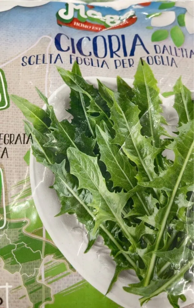 Cicoria