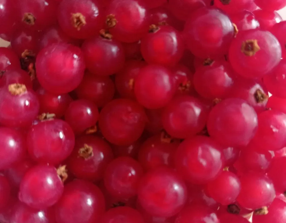 Ribes rosso
