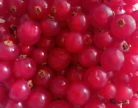 Ribes rosso