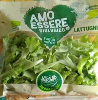 Lattughino