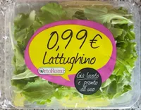 lattughino