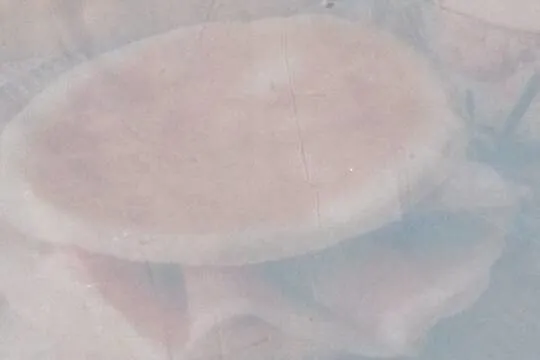 Tigella di Modena