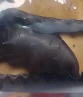 Chiacchiere glassate