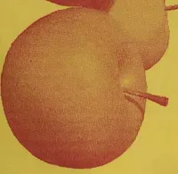 Melabevo