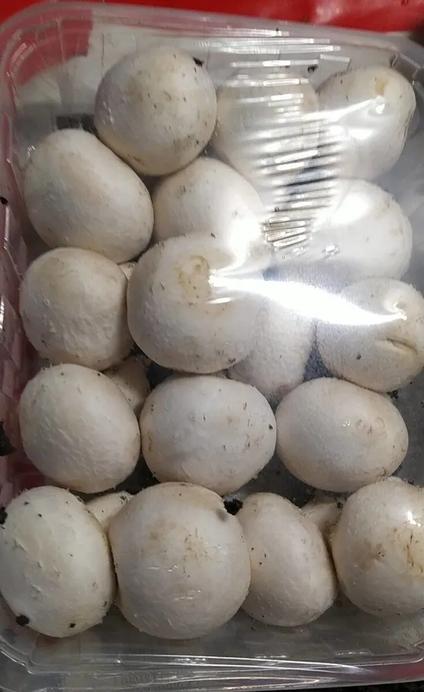 Fungo italiano