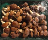 Funghi