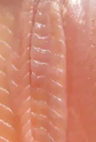 Salmone