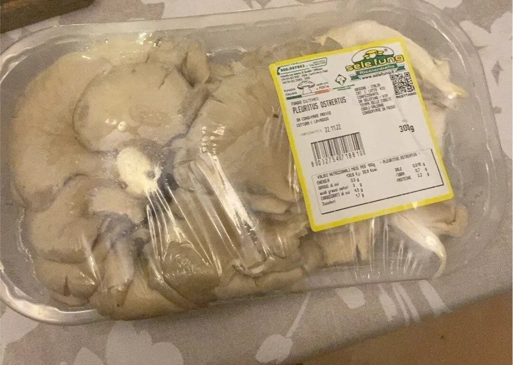 Pleurotus ostreatus