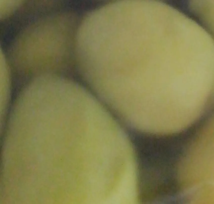 Olive verdi giganti