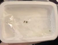 Filletti di alici (in olio)