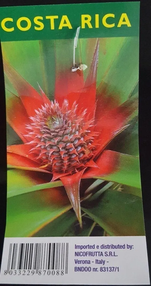 Ananas Costa Rica