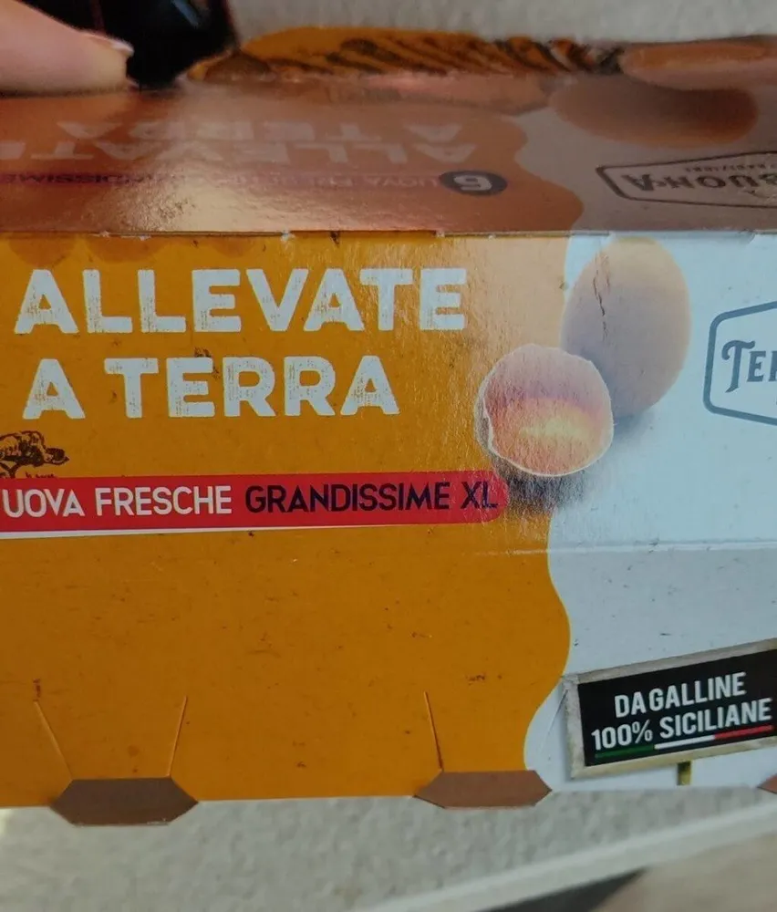 Uova allevate a terra