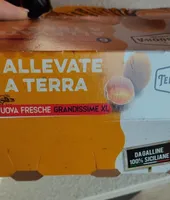 Uova allevate a terra