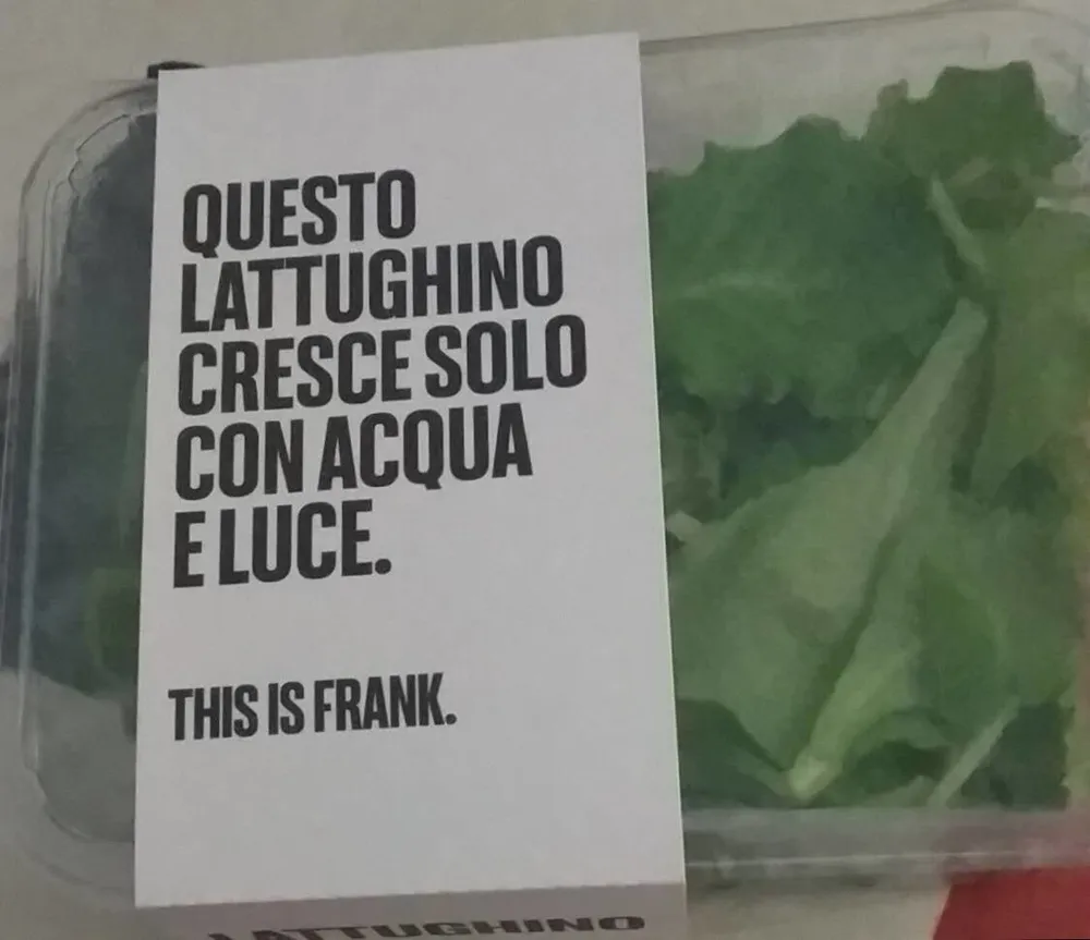 lattughino