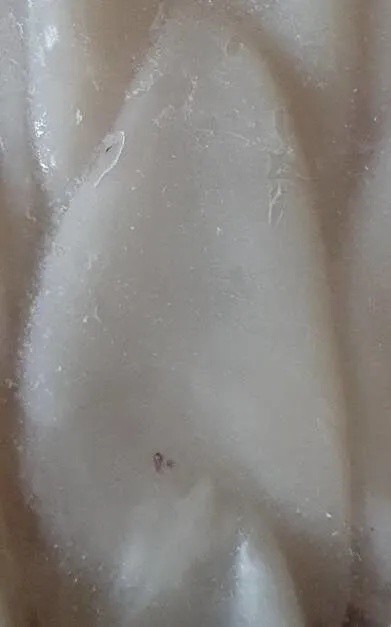 Calamari puliti