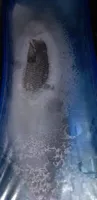 Branzino eviscerato