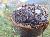 Panettone al cioccolato