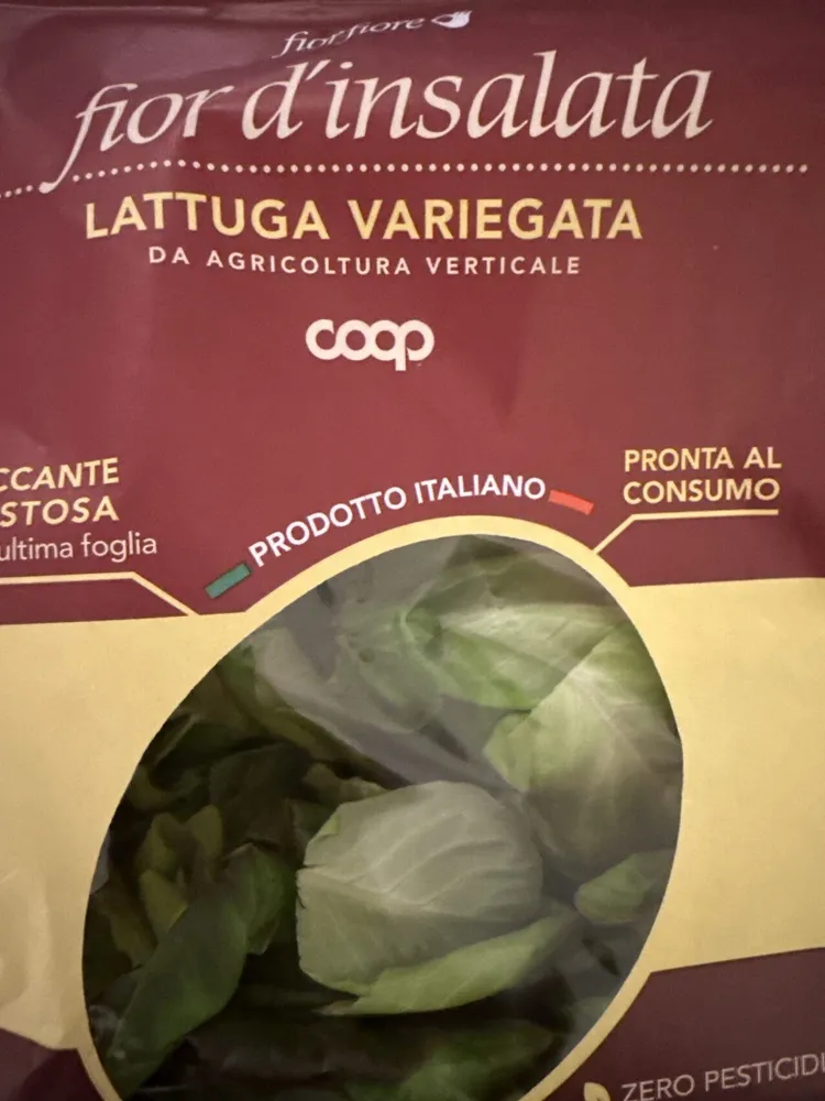 Lattuga variegata