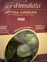Lattuga variegata