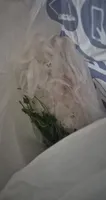 carne de cerdo de cuello