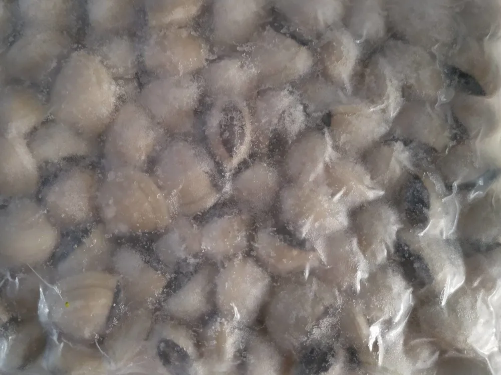 Almejas del Pacífico blancas