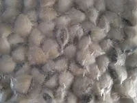 Almejas del Pacífico blancas
