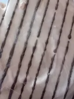 Palmerón gigante zebra