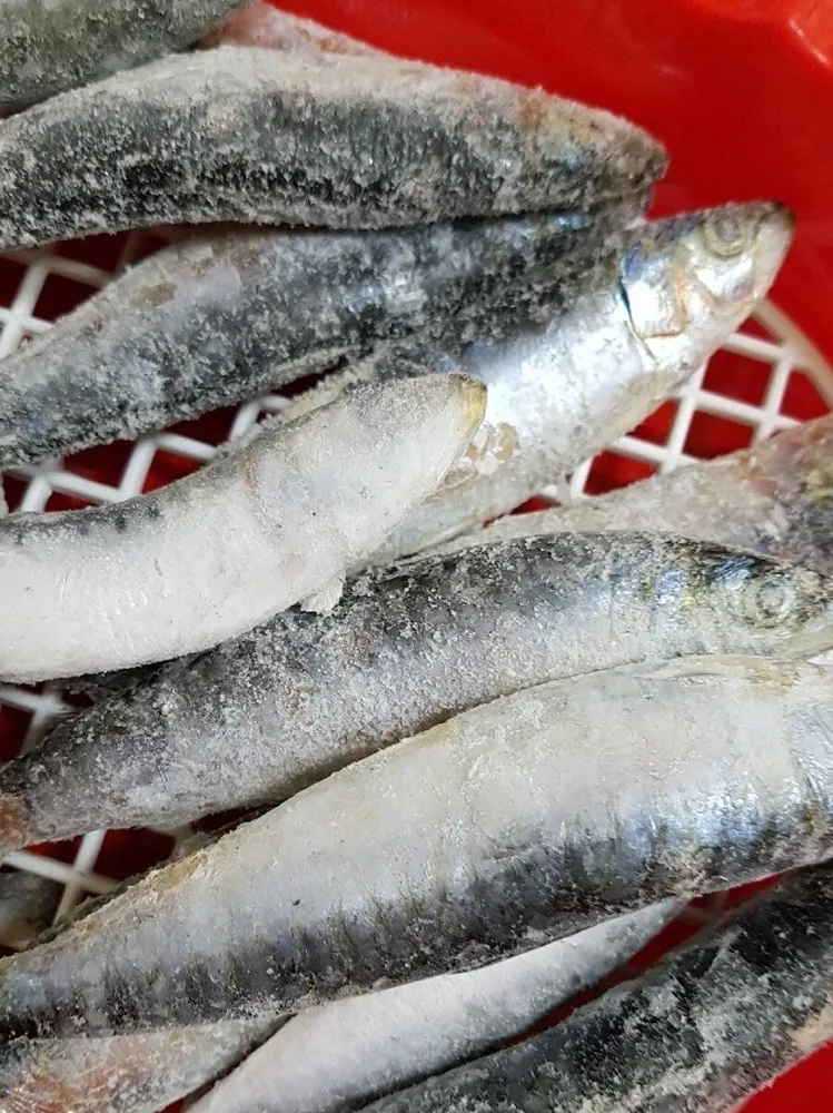 Sardinas congeladas