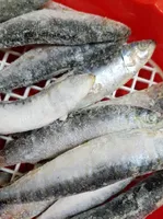 Sardinas congeladas