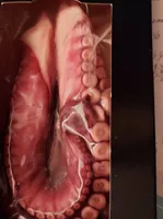 Patas de pulpo cocidas