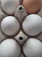 Huevos