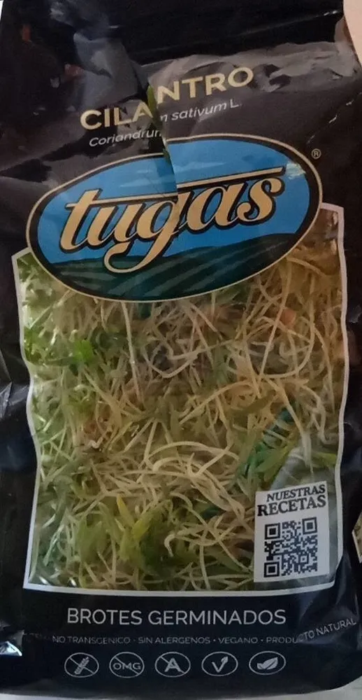 Brotes germinados cilantro