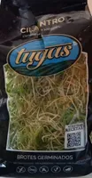 Brotes germinados cilantro