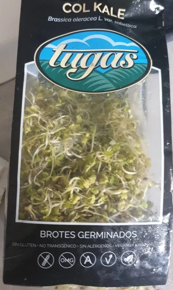 Brotes germinados de col kale