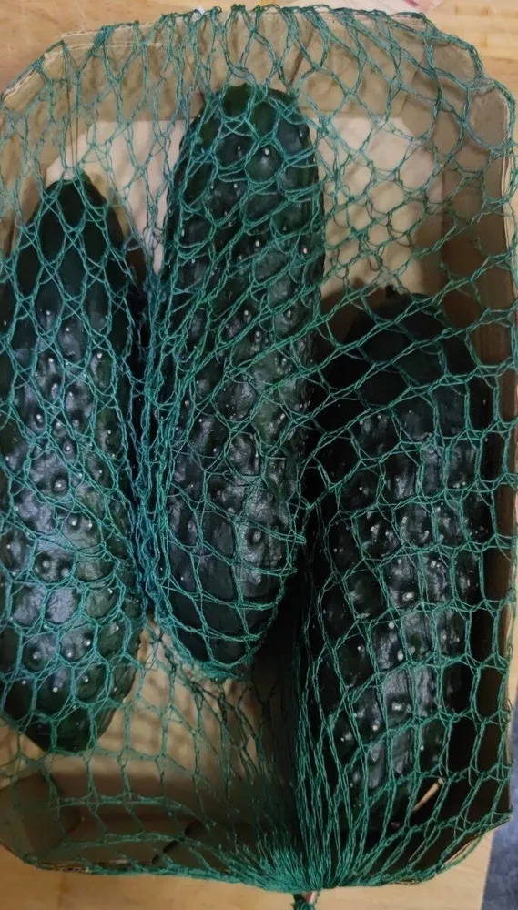 Pepino