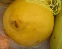 Limones