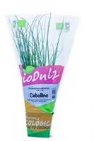 Maceta bio dulze cebollino