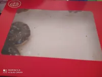 Dots original kit kat