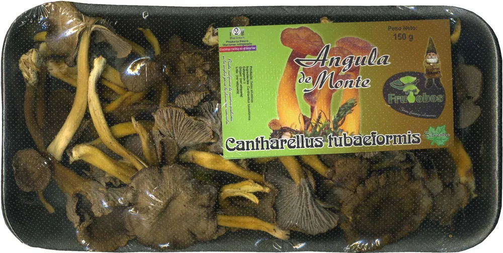 Setas angula de monte